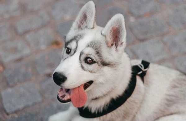 子犬のお顔にゴーグルが 生まれつき目の周りにメガネ模様のあるハスキー マランダー