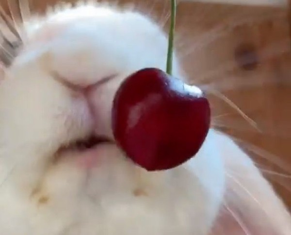 けしからん可愛さ サクランボ食べたさに必死のウサギをドアップでどうぞ マランダー