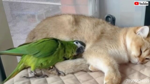 猫と鳥、仲が悪いなんて誰が言った？ふわふわ柔らかあったかい！いちゃこらシーン総集編 : マランダー