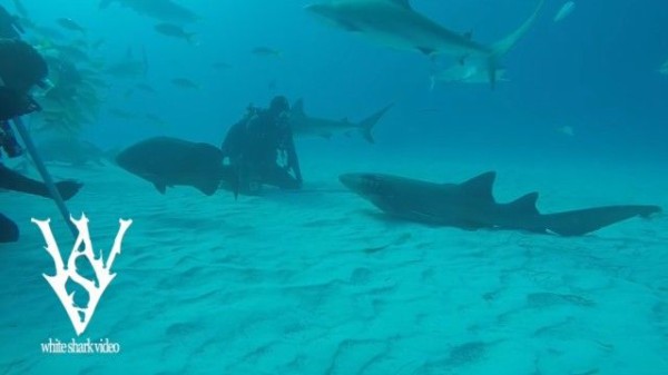 どうぞモフってくだせぇ ダイバーにかまってほしいサメの懐きっぷり マランダー