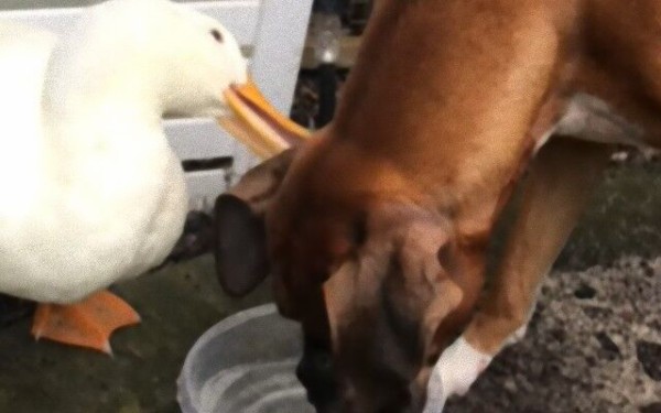アヒルとボクサー犬 仲良くお水を飲んで毛づくろいタイム マランダー