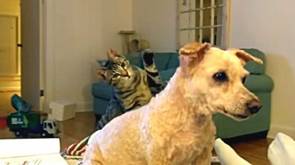 ちょ だれやねん 別犬と化した散髪後の犬を見て戸惑う猫 マランダー