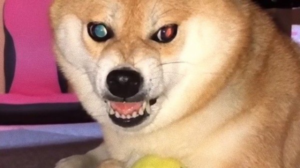 ボールは渡さん ボールを奪おうとすると表情が一変する柴犬 マランダー