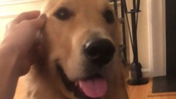 なぜそれやめた モフる手を止めた時 ゴールデンの表情がぴしっと凍り付く件に関して マランダー