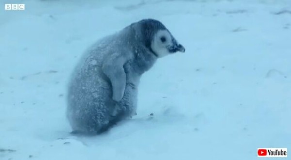 酷寒の地 南極で生まれたペンギンのヒナ ママはどこ と ブリザードの近づく中必死に母親を探す マランダー 酷寒の地 南極で生まれたペンギンのヒナ ママはどこ と ブリザードの近づく中必死に母親を探す マランダー
