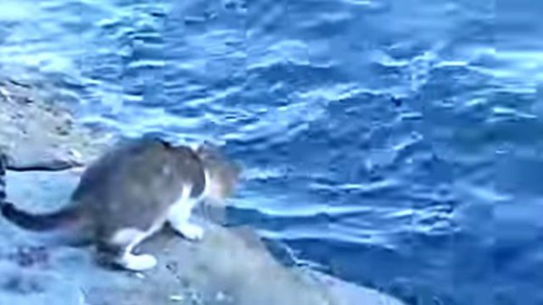 猫といえば魚 トルコの海で魚をキャッチしようとがんばる猫の奮闘ぶり マランダー