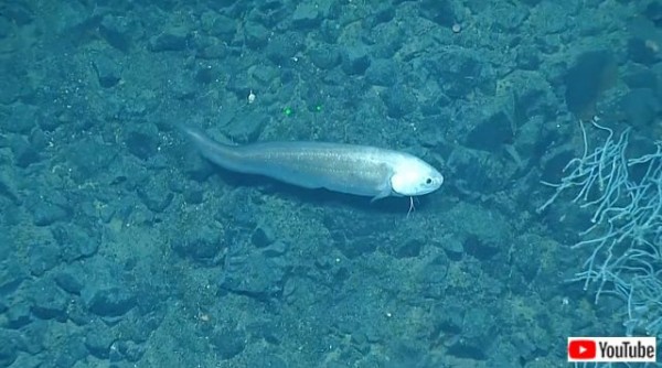 超歓迎 深海の中で揺らめく神秘的なお財布 クロコダイル グラデーション 貴重 希少 財布 Herimarc Com