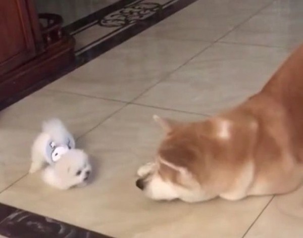 何このフワフワ毛玉 大きな犬 はじめて小さきものとご対面 おっかなびっくり逃げ回る マランダー