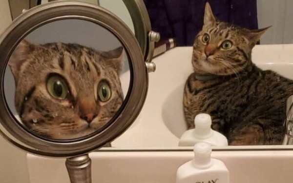 これは誰ニャン 拡大鏡と鏡 ダブル鏡に驚く猫の表情が雄弁だった マランダー