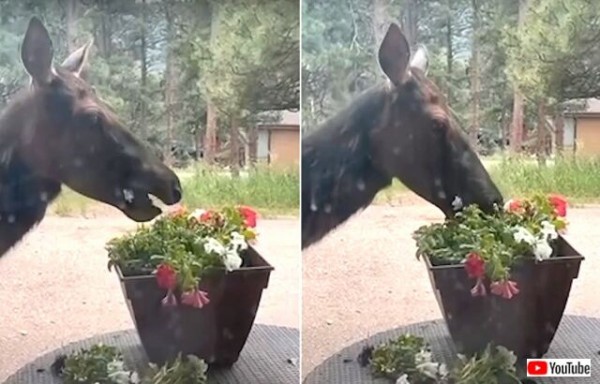 庭先に現れた鹿 エディブルフラワー 美味しいよ と鉢植えの花をムシャムシャいただく マランダー