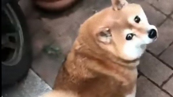 お散歩中の柴犬を尾行してみた 背後が気になる柴犬の瞳がかわいい マランダー