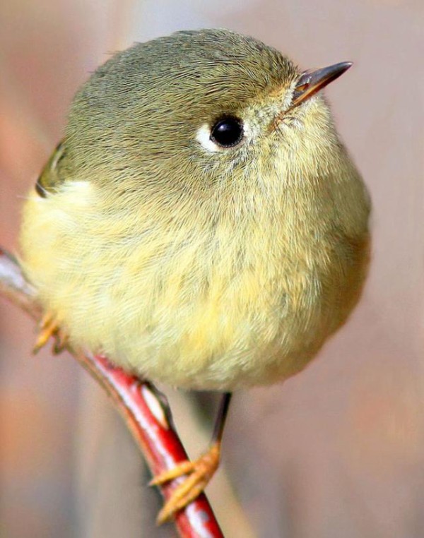 トガった心がまん丸くなる みんな球体まんまる動物たち マランダー