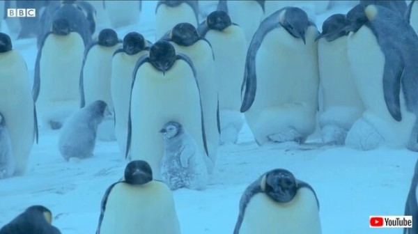 酷寒の地、南極で生まれたペンギンのヒナ「ママはどこ？」と