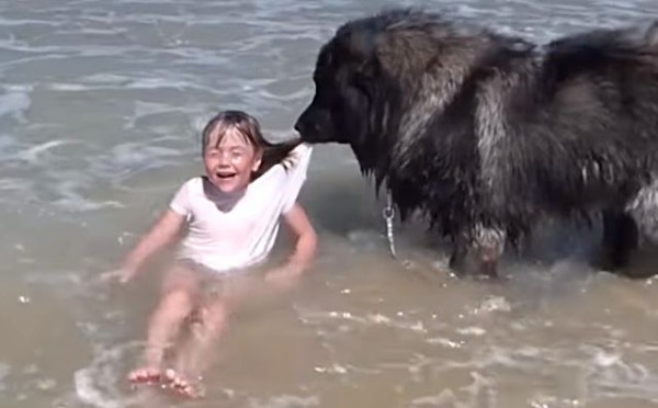 嬢ちゃん そっちは危ないねん 少女を波打ち際から救出する犬 マランダー