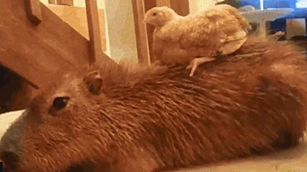 なんて穏やかで優しい生き物なの カピバラがフレンドリーな動物だとわかるgifアニメーション マランダー