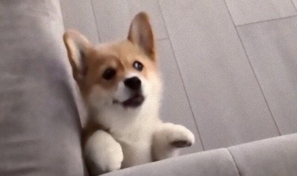 成功も失敗もあるそれが犬生 ソファに乗りたかったコーギーの見せたドラマチックな表情 マランダー