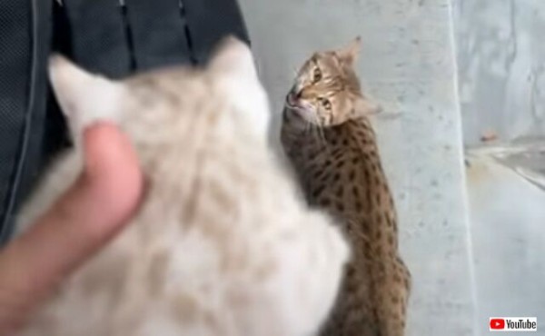 ママ ママ と呼ぶ子猫の鳴き声に 通りの向こうから全力疾走で戻ってきた母猫 マランダー