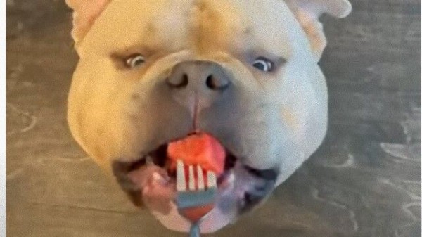 水分摂取忘れずに おやつをスイカを味わう犬のいる優雅な様子 マランダー