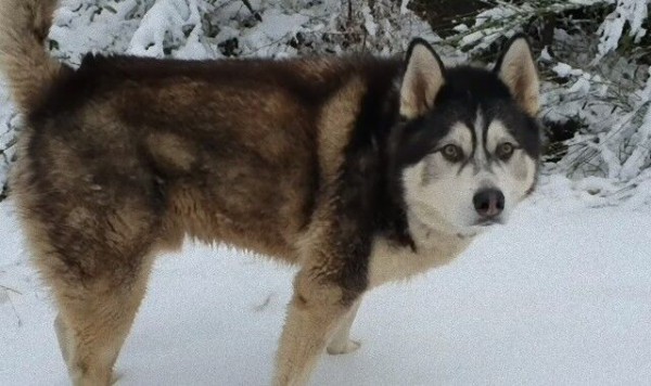 やっぱマラミュートは雪が似合う アラスカンマラミュートのシェルパさん スコットランドの雪の中で大はしゃぎする マランダー