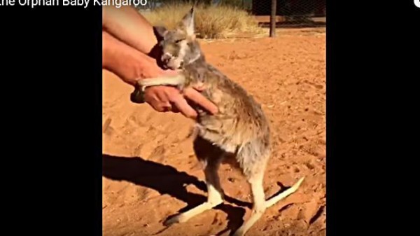大好きなの 保護してくれた人をぎゅーっと抱きしめるカンガルーの赤ちゃんが可愛すぎる マランダー