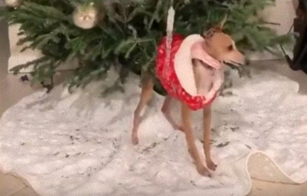 あ これ意外と気持ちイイかも クリスマスツリーで背中をかく犬 マランダー