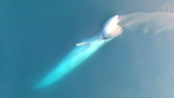 パクリと大きくお口を開けて オキアミの群れを いただきま す シロナガスクジラの食事シーンをご覧ください マランダー