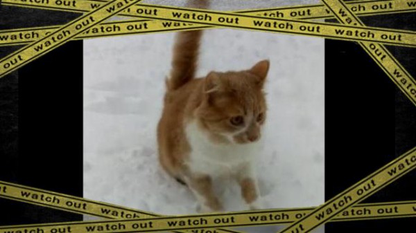 それはあまりに突然起こった 楽しいお散歩中にとつぜん犬が子猫の頭を雪ズボ マランダー