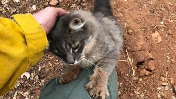 カリフォルニアを襲った山火事から助け出しされた猫 命の恩人に感謝の気持ちを込めてすりすり マランダー