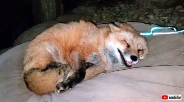 もう眠いから明日じゃダメ 保護狐をお散歩に誘ったものの いつもより遅くなったためにイヤイヤモード マランダー