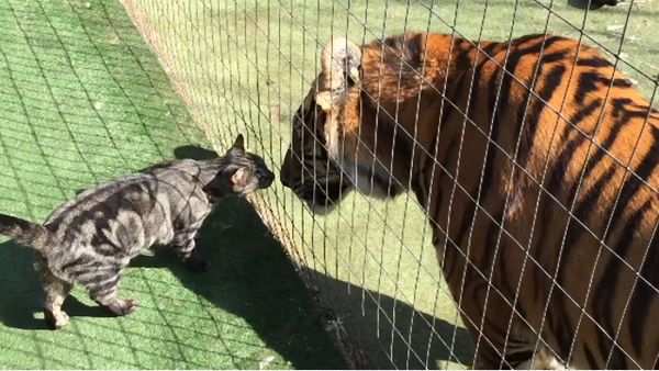 キスは挨拶 トラと猫を飼っているお宅の日常がうっかりヘブンリー マランダー