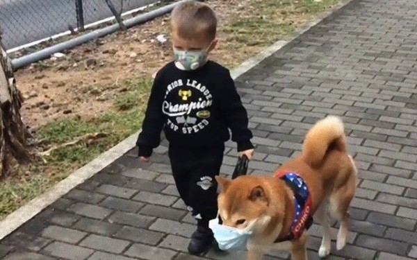 柴犬のチコさん マスク着用でお散歩 子供にマスクをさせるには犬も一緒が効果的なのか マランダー