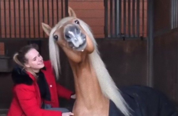 ああもう とろけちゃいそう マッサージが気持ち良すぎて笑顔になってしまった馬 マランダー ああもう とろけちゃいそう マッサージが気持ち良すぎて笑顔になってしまった馬 マランダー