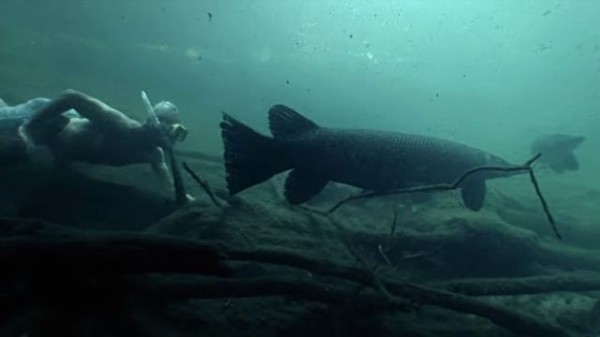 特定外来生物指定を受けた巨大魚 アリゲーターガーの野生の姿を見てみよう マランダー