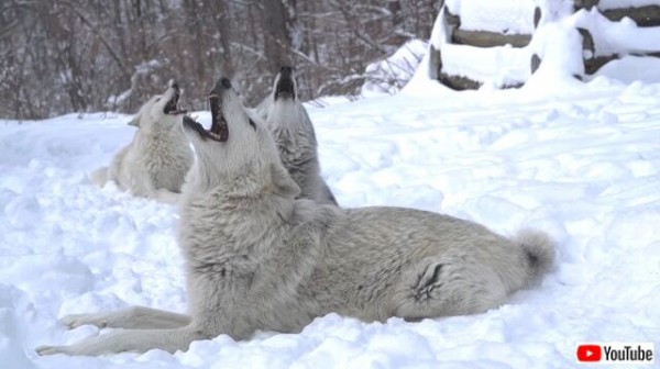 狼トリオの熱唱に耳を傾けよう 雪の中で遠吠えをする狼たち 音量注意 マランダー