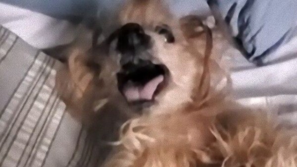 寝起きの悪い犬のエディーさん 毎朝飼い主さんに起こしてもらってひと悶着 マランダー