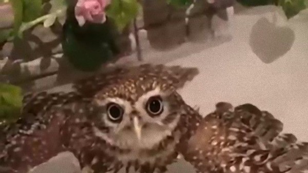 水も滴る濡れフクロウ。洗面所で水浴びしているフクロウに関する海外の