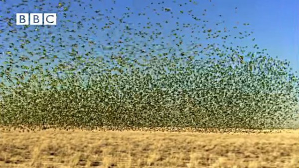 天空をおおいつくすインコの群れ 野生のセキセイインコの羽ばたきをご覧あれ マランダー 天空をおおいつくすインコの群れ 野生のセキセイインコの羽ばたきをご覧あれ マランダー