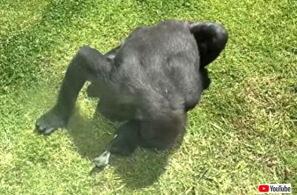 どうしたの ケガしたの 動けなくなった小鳥を気遣うゴリラの優しいしぐさが話題に マランダー