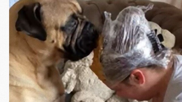 愛犬の爪切りのために頭にピーナッツバター おかしくなったわけじゃないです 犬のためです マランダー