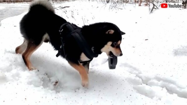 犬だもの 銀世界を思う存分駆け回りたい 自分でリードをくわえて散歩する柴犬 マランダー