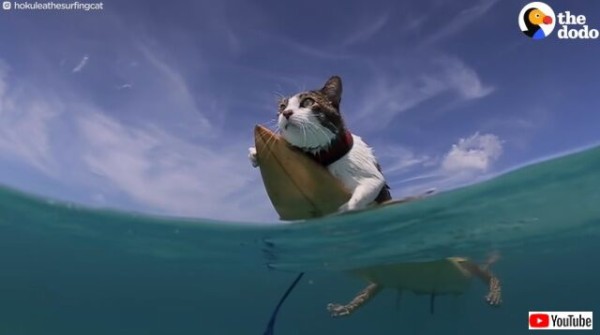 海が好き！水遊び大好き！」星の名を名前に持つ猫、ハワイの海で