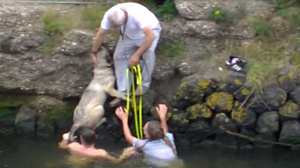 今助けるからじっとしてて おぼれかけている犬を救うために 水に飛び込んだ女性がいた マランダー