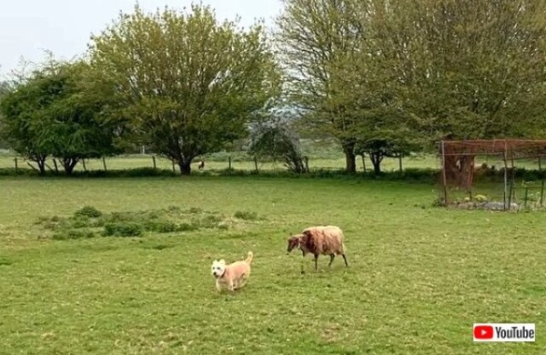 世界一ダメな牧羊犬 は健在だった 相変わらず羊に追われているらしいネルソンくん マランダー