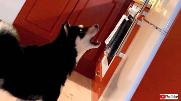 柴犬 オマエ何 怪しいヤツ ふわふわ浮かぶ侵入者に警戒心マックスな黒柴 マランダー