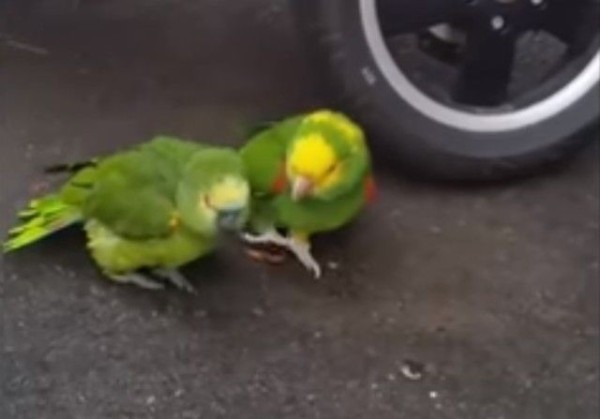 コレが奴らの魅力なんです 可愛いインコやオウムの所業総集編 マランダー コレが奴らの魅力なんです 可愛いインコやオウムの所業総集編 マランダー