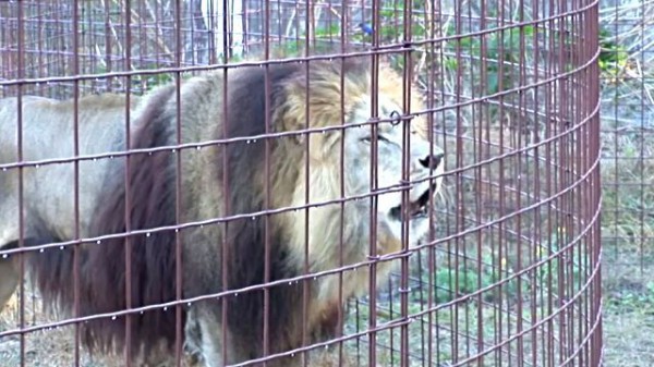 ガオーもガルルもニャアもあるよ 目をつぶって聞いて当ててみて ビッグキャットたちの鳴き声を一気にお聞きください マランダー