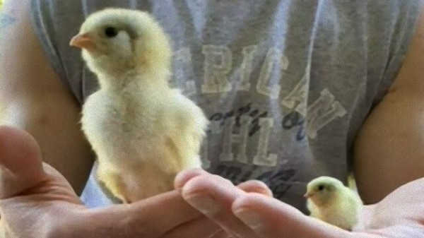 ヒナにもサイズの差ってあるの ヒヨコとボタンウズラの雛 並べてみました マランダー ヒナにもサイズの差ってあるの ヒヨコとボタンウズラの雛 並べてみました マランダー