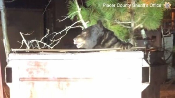 熊 ちょっとこのフタ開けてくれるだけでいいんだけど ゴミ箱にハマったクマーの救出大作戦 マランダー