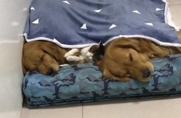 みんないっしょにおやすみなさい 川の字で眠る猫と犬を見てるとこっちも眠くなっちゃう件 マランダー