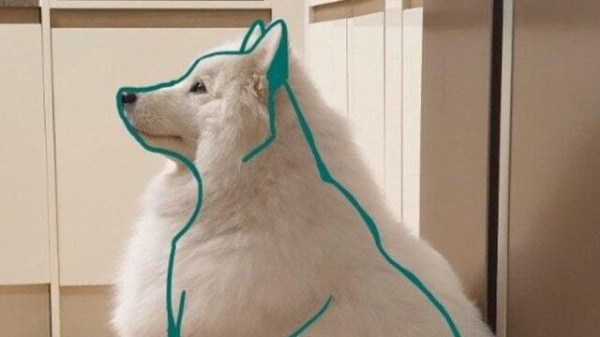 太っているのではない モフモフなのだ サモエド犬の実体とは サモエドボディに関する海外の反応 マランダー